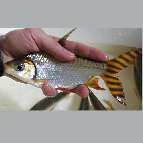 飛鳳魚圖片大全大圖