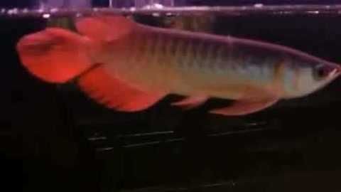 紅龍魚可以跟金龍魚銀龍魚一起養嗎（紅龍魚、金龍魚和銀龍魚混養理論上來說是可以的）