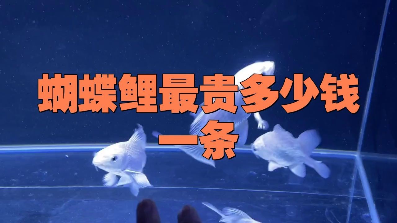 蝴蝶鯉和龍鳳哪個貴
