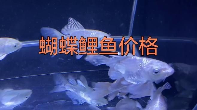 蝴蝶鯉和龍鳳哪個貴