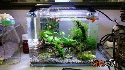 飛鳳魚飼養環境的詳細信息：飛鳳魚飼養環境的詳細信息：關于飛鳳魚飼養環境的詳細信息