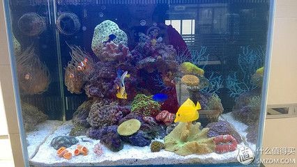 海水純魚缸造景圖案：珊瑚養殖與繁殖技巧珊瑚養殖技巧：海水純魚缸的造景圖案