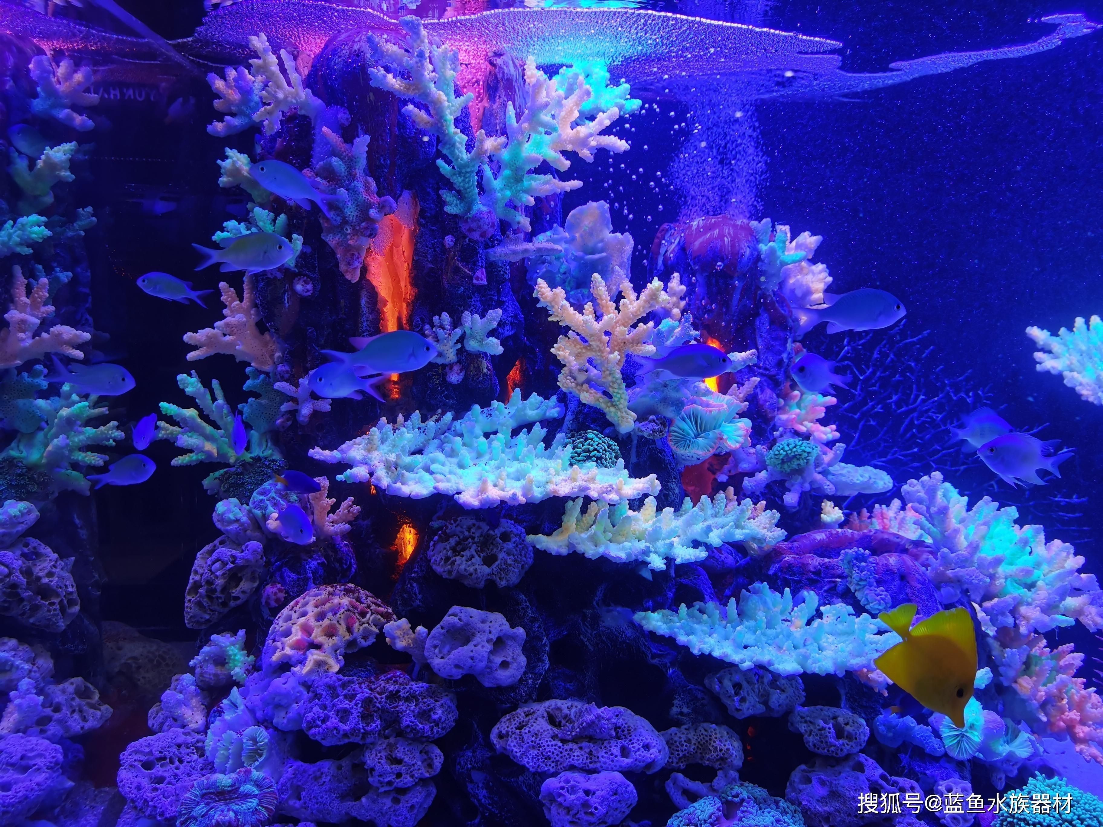 海水純魚缸造景圖案：珊瑚養殖與繁殖技巧珊瑚養殖技巧：海水純魚缸的造景圖案