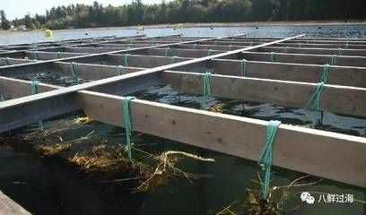河蚌養在魚缸里為啥水少了（河蚌養在魚缸里會導致水位降低嗎？）