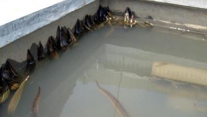 河蚌養在魚缸里為啥水少了（河蚌養在魚缸里會導致水位降低嗎？）