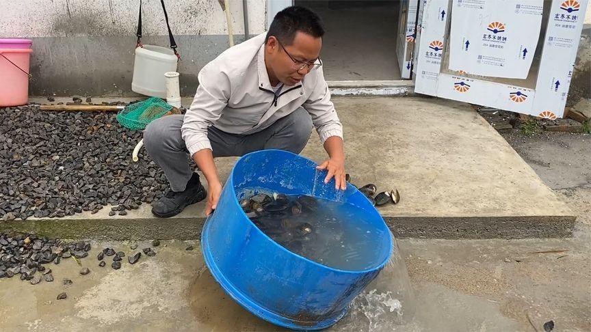 河蚌養在魚缸里為啥水少了（河蚌養在魚缸里會導致水位降低嗎？）
