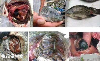 黑桃A魚爛鰓病預(yù)防措施：黑桃a魚缸內(nèi)環(huán)境布置技巧黑桃a魚缸內(nèi)環(huán)境布置技巧