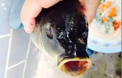 黑桃A魚爛鰓病預防措施：黑桃a魚缸內環境布置技巧黑桃a魚缸內環境布置技巧