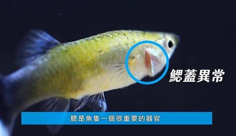 黑桃A魚爛鰓病預防措施：黑桃a魚缸內環境布置技巧黑桃a魚缸內環境布置技巧