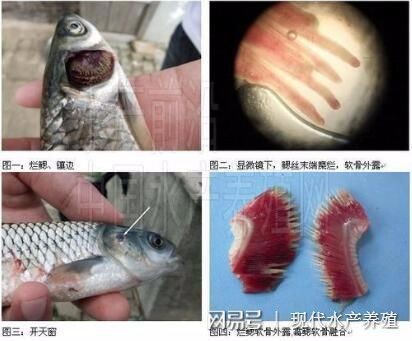 黑桃A魚爛鰓病預(yù)防措施：黑桃a魚缸內(nèi)環(huán)境布置技巧黑桃a魚缸內(nèi)環(huán)境布置技巧
