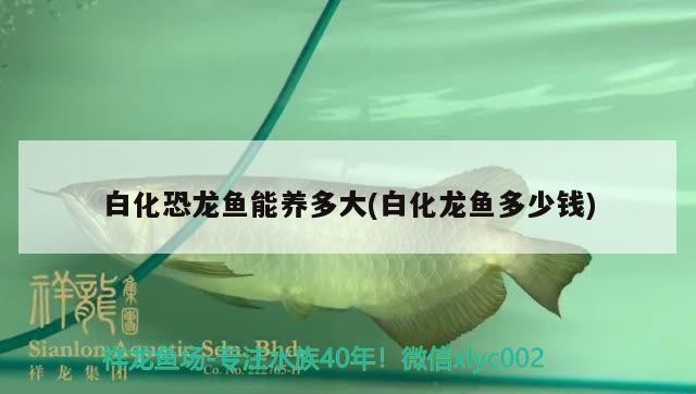 魚缸造景先放沙還是先放水(魚缸造景先鋪沙還是先放石頭) 新會區(qū)會城澎洋水族店(新會區(qū)會城澎洋水族店電話) 全國水族館企業(yè)名錄 新會區(qū)會城澎洋水族店(新會區(qū)會城澎洋水族店電話) 新會區(qū)會城澎洋水族店(新會區(qū)會城澎洋水族店電話) 全國水族館企業(yè)名錄