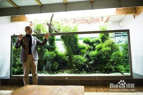 魚缸水質管理技巧：魚缸水質的管理技巧