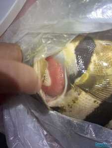 虎魚 龍魚 腮病 專家請看看