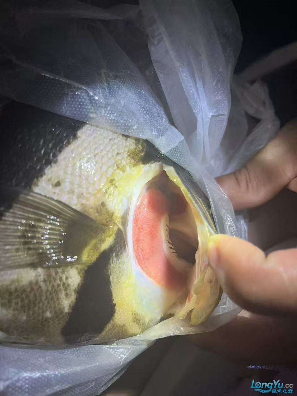 虎魚 龍魚 腮病 專家請看看