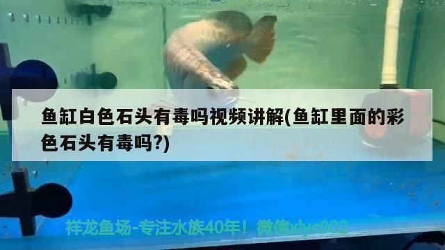 魚缸彩石有毒嗎：如何辨別魚缸彩石是否有毒