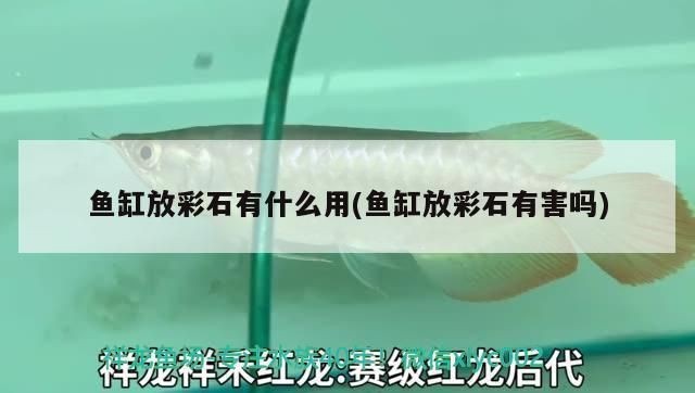 魚缸彩石有毒嗎：如何辨別魚缸彩石是否有毒