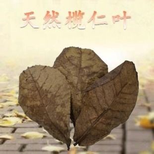 魚缸欖仁葉用量：欖仁葉的使用方法
