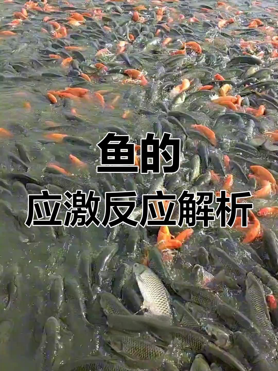 金龍魚水溫波動(dòng)過大會(huì)有哪些影響？ 金龍魚水溫波動(dòng)過大會(huì)有哪些影響？ 龍魚百科 第7張