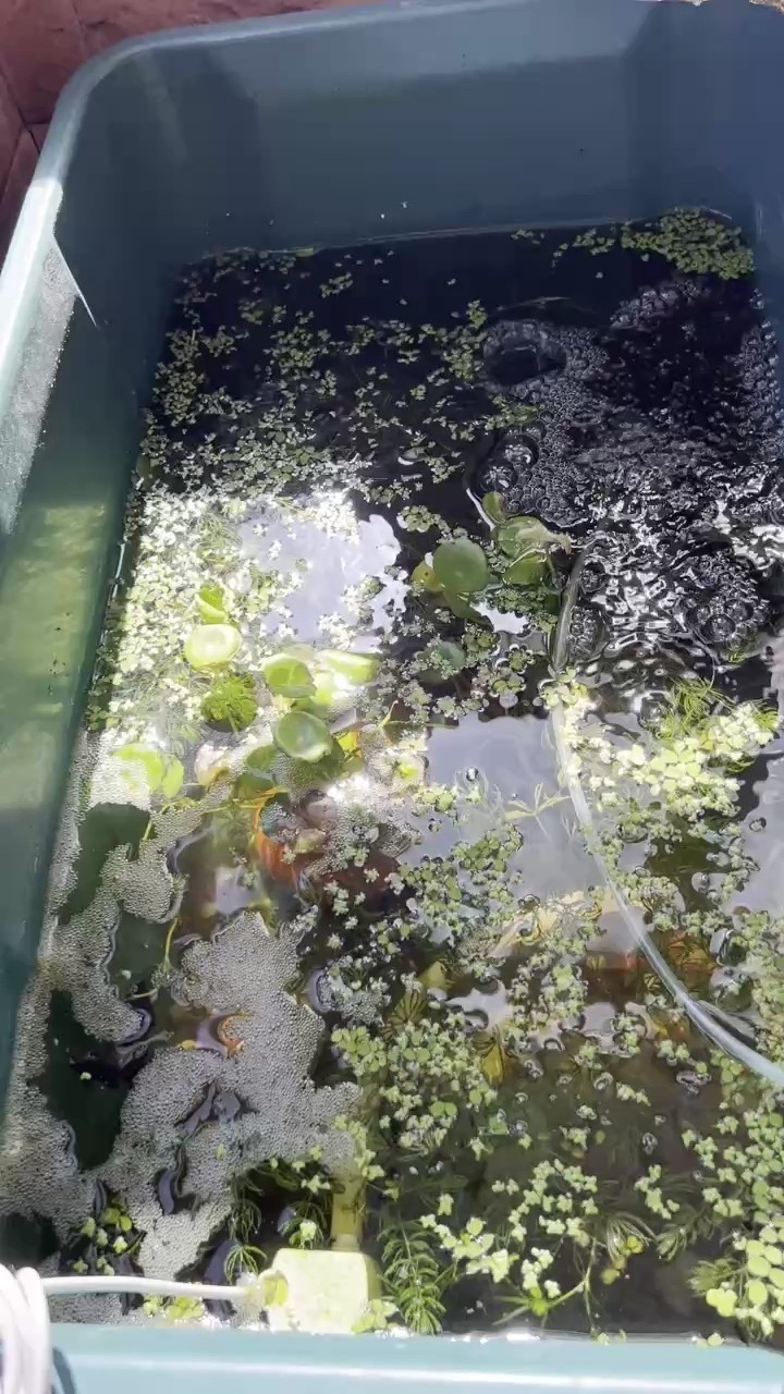 斗魚(yú)混養(yǎng)