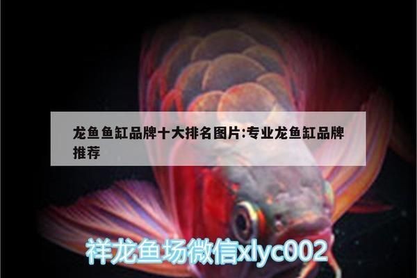 龍魚缸什么牌子最好最安全耐用，龍魚缸哪個(gè)牌子好