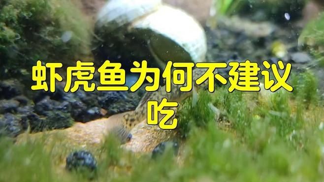 虎魚盡量少吃的原因