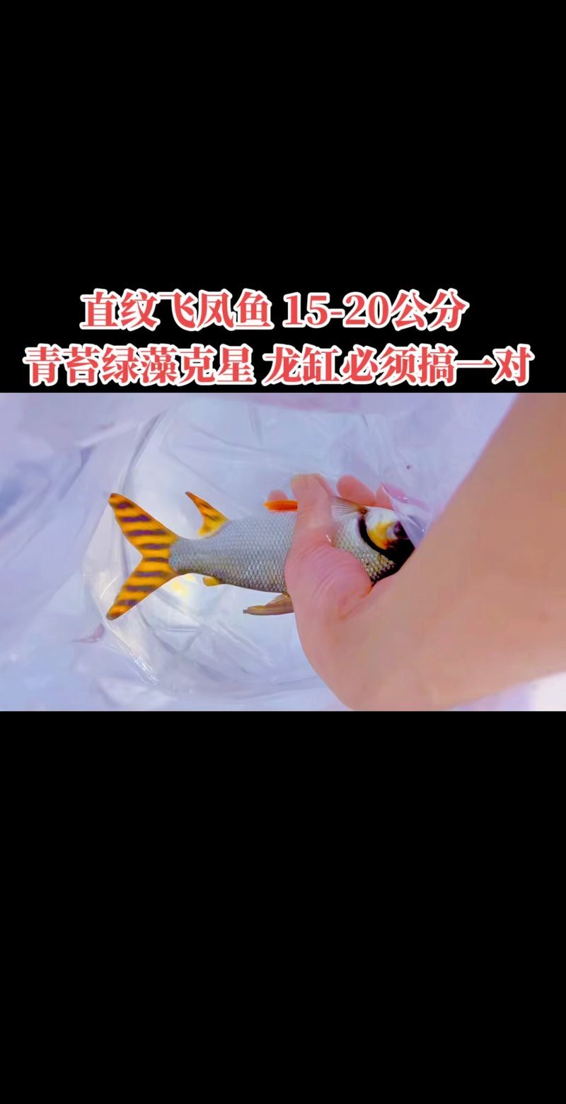 飛鳳魚直紋好還是花紋好