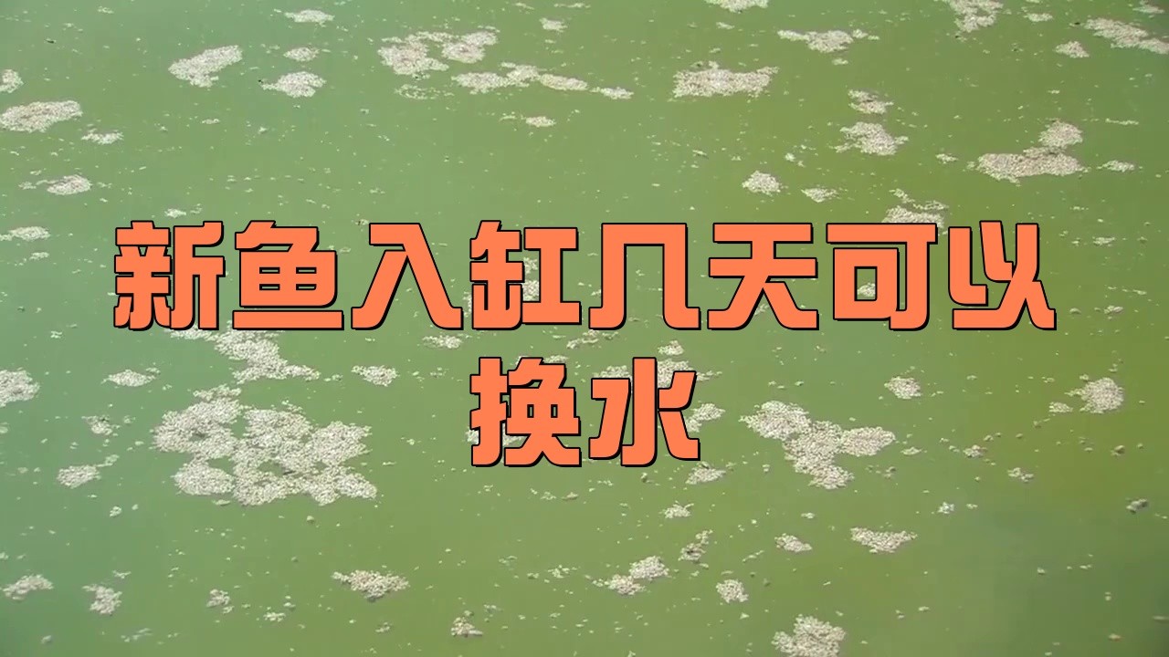 紅龍魚入缸后多久可以換水 紅龍魚入缸后多久可以換水 龍魚論壇 第2張