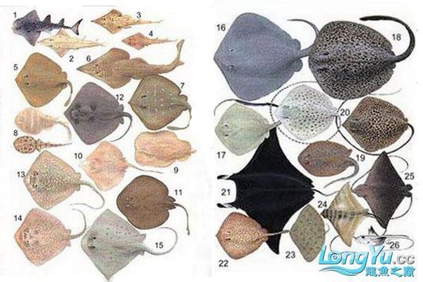 魟魚產地是哪里 龍魚論壇 第3張 魟魚產地是哪里 魟魚產地是哪里 龍魚論壇 第3張