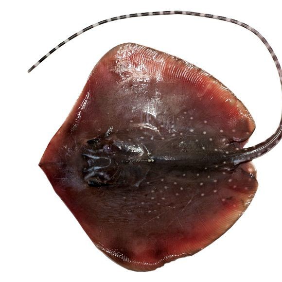 魟魚產地是哪里 龍魚論壇 第6張 魟魚產地是哪里 魟魚產地是哪里 龍魚論壇 第6張