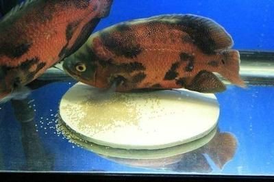 龍魚下崽的征兆是什么：龍魚下崽前的征兆是什么龍魚下崽前的征兆是什么