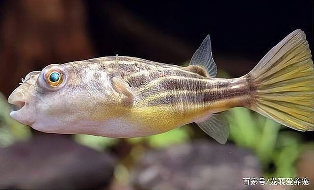 紅圓點狗頭魚能長多大