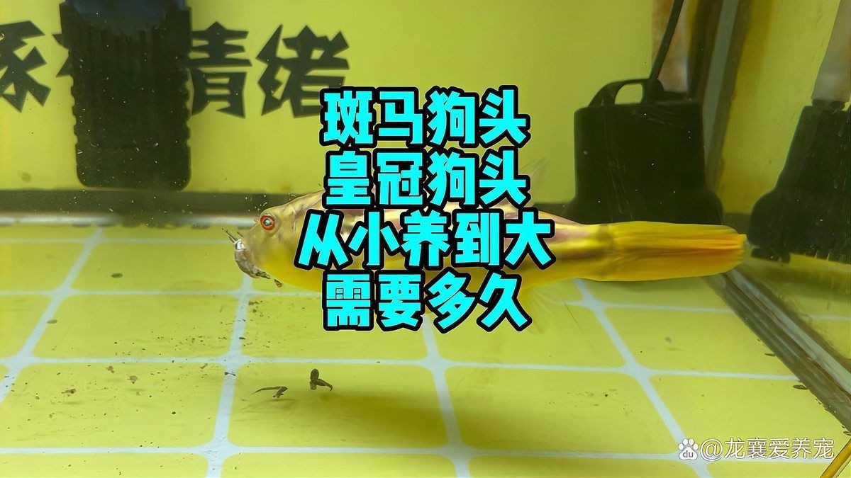紅圓點(diǎn)狗頭魚(yú)能長(zhǎng)多大