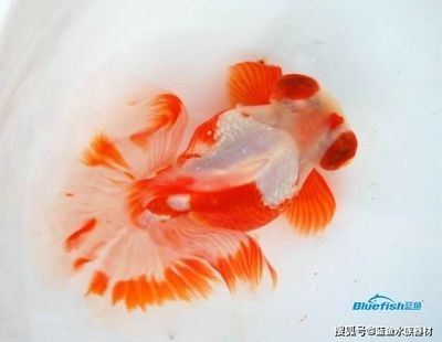魚缸進水口和出水口的位置：底濾魚缸的進水口和出水口的位置應(yīng)避免直沖墻壁或家具