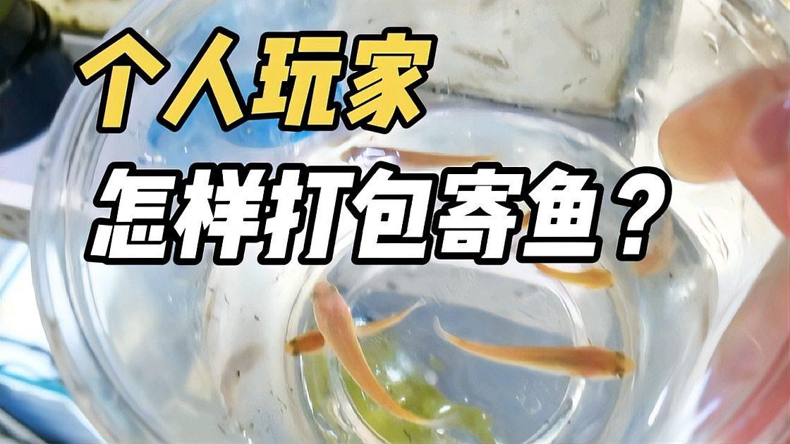 龍魚送人時如何包裝