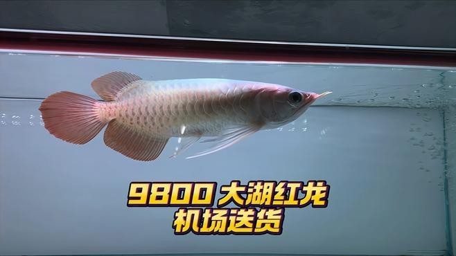 龍魚送人時如何包裝