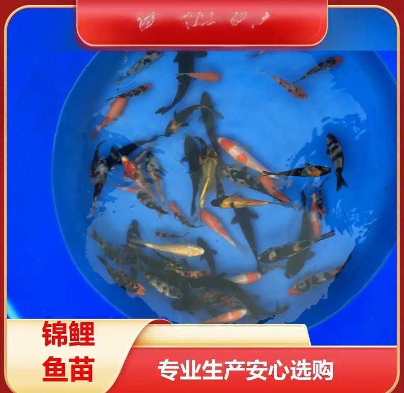 中國十大觀賞魚基地