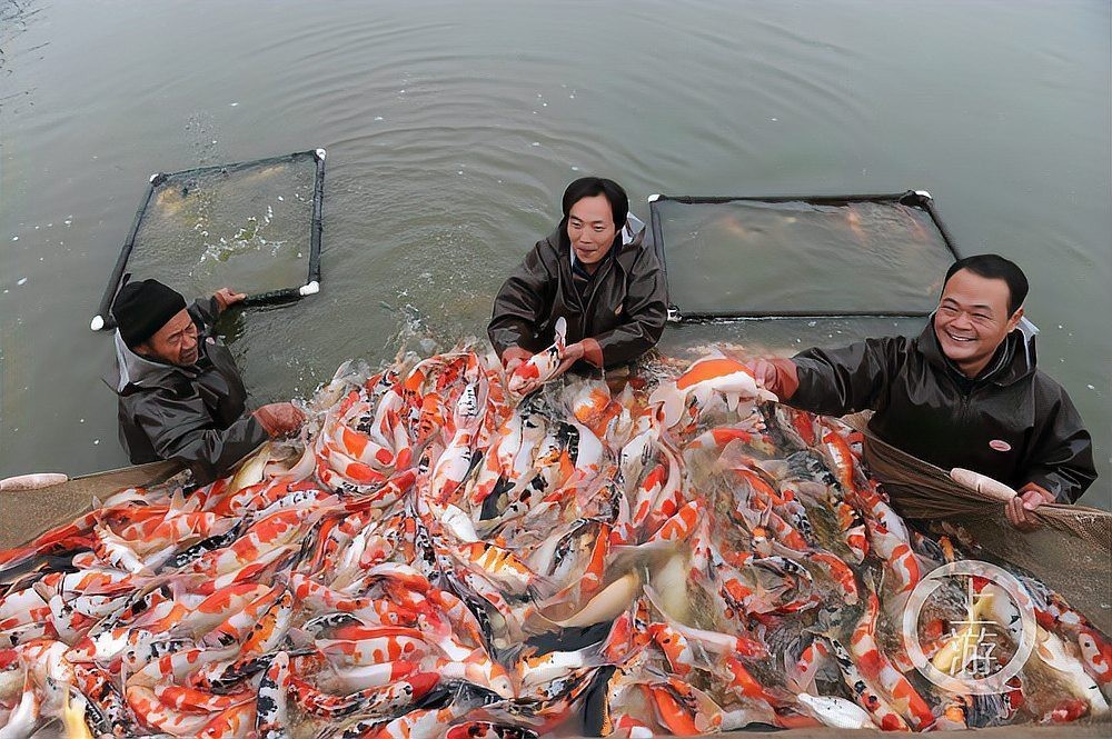 中國十大觀賞魚基地