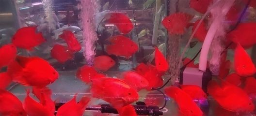 觀景魚缸的養護要求是什么（觀景魚缸養護要求包括水源的選擇與處理、水質的保養）