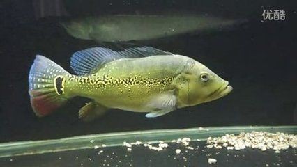 申古三間魚混養密度控制：如何控制申古三間魚混養密度以提高生態效益 申古三間魚混養密度控制：如何控制申古三間魚混養密度以提高生態效益 龍魚百科 第2張