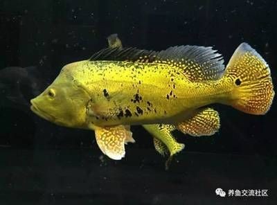 申古三間魚混養密度控制：如何控制申古三間魚混養密度以提高生態效益 申古三間魚混養密度控制：如何控制申古三間魚混養密度以提高生態效益 龍魚百科 第4張