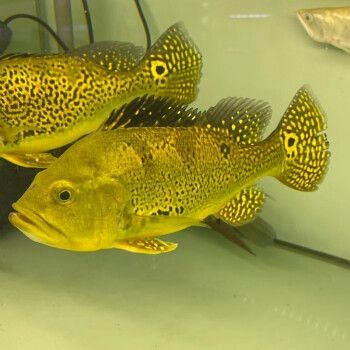 申古三間魚混養密度控制：如何控制申古三間魚混養密度以提高生態效益 申古三間魚混養密度控制：如何控制申古三間魚混養密度以提高生態效益 龍魚百科 第5張