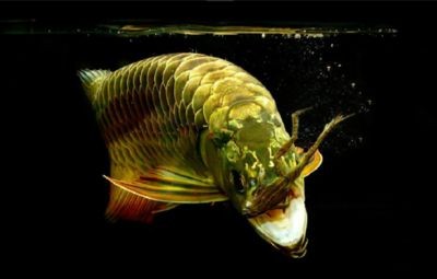 金龍魚真偽查詢掃一掃（“金龍魚真偽查詢掃一掃”應用程序介紹） 金龍魚真偽查詢掃一掃（“金龍魚真偽查詢掃一掃”應用程序介紹） 龍魚百科 第4張