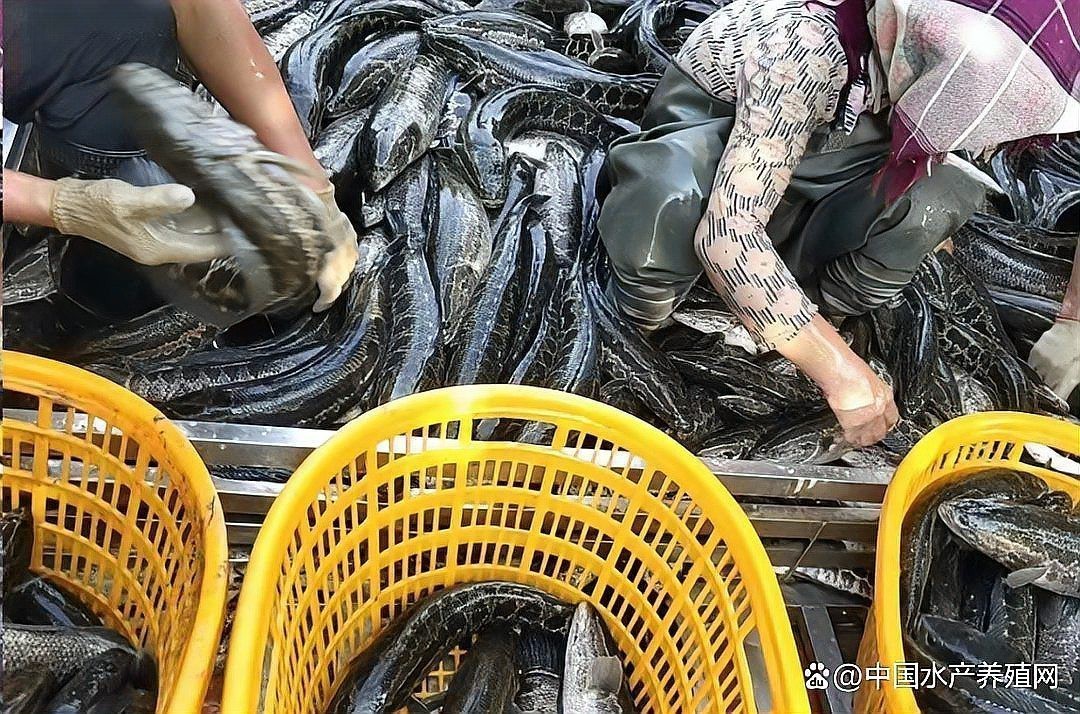 淡水魚價格 淡水魚價格 龍魚論壇 第6張