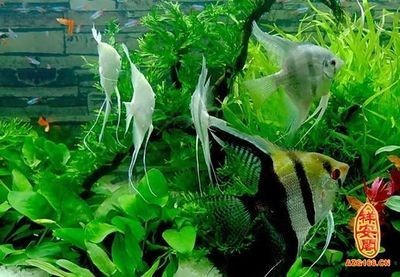 比較好的魚缸（如何選擇一個好的魚缸） 比較好的魚缸（如何選擇一個好的魚缸） 魚缸百科 第3張