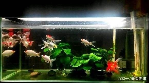 比較好的魚缸（如何選擇一個好的魚缸） 比較好的魚缸（如何選擇一個好的魚缸） 魚缸百科 第4張