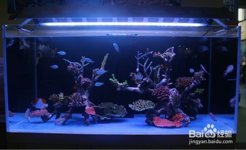 如何選擇魚缸支架燈：選擇魚缸支架燈時需要考慮以下幾個關鍵因素