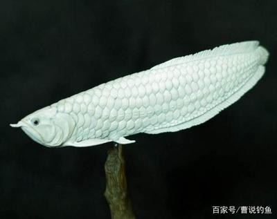 最貴的龍魚(yú)多少錢(qián)