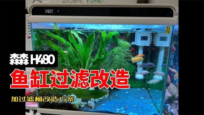 紅龍魚用黃燈烤有用嗎 雙鴨山市尖山區(qū)瑞宏魚業(yè)商店(雙鴨山王瑞宏) 全國水族館企業(yè)名錄 雙鴨山市尖山區(qū)瑞宏魚業(yè)商店(雙鴨山王瑞宏) 雙鴨山市尖山區(qū)瑞宏魚業(yè)商店(雙鴨山王瑞宏) 全國水族館企業(yè)名錄