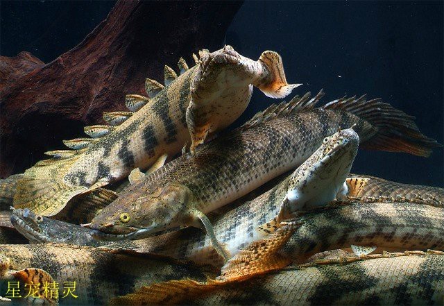 虎紋恐龍魚水溫在25度