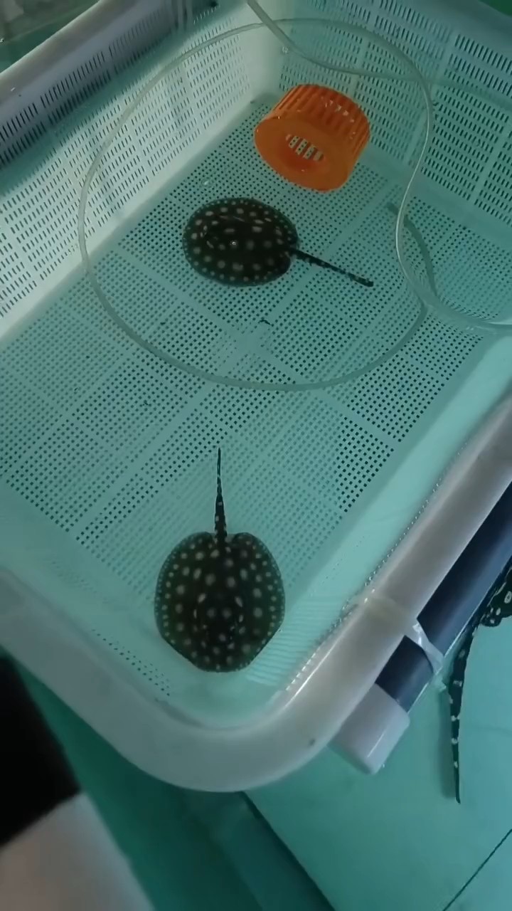 龍魚干蝦有營養嗎 意外之喜生小魚。 龍魚論壇 意外之喜生小魚。 意外之喜生小魚。 龍魚論壇